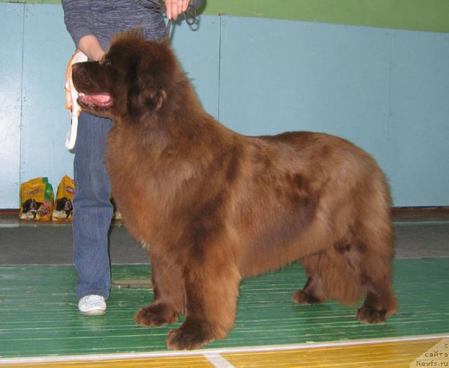 Фото: ньюфаундленд Virdjiniya iz Carstva Medvedey (Вирджиния из Царства Медведей)