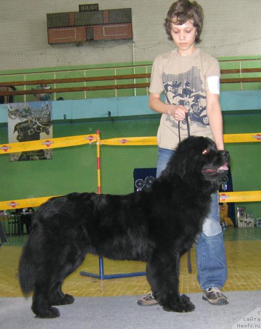 Фото: ньюфаундленд Kolomba Nyera iz Plemeni Kedra (Коломба Нэра из Племени Кедра)