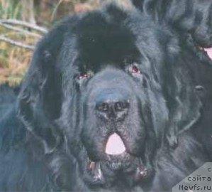 Фото: ньюфаундленд Bacchanal's American Seastar