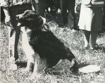 Фото: ньюфаундленд Marat (Марат)