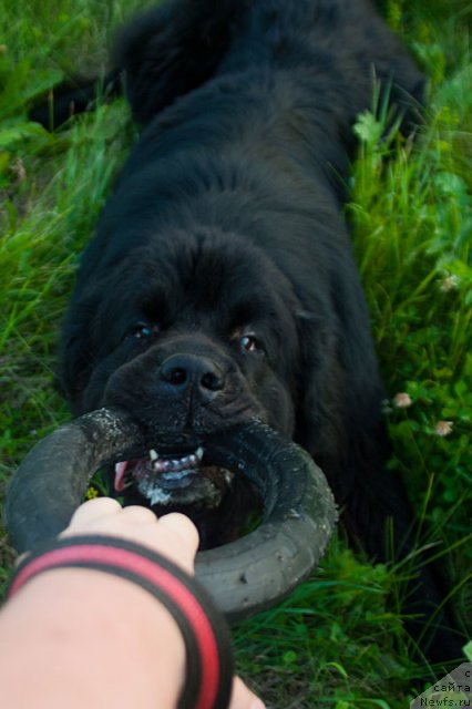 Фото: Гастон де Фуа