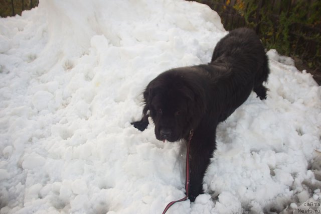 Фото: Гастон де Фуа