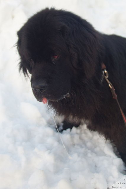 Фотография № 102017