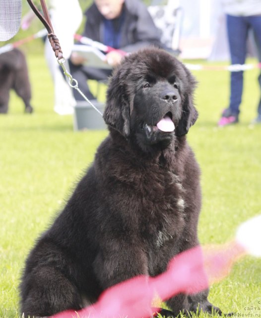 Фото: ньюфаундленд Beguschaya po Volnam Fireball (Бегущая по Волнам Фиребалл)