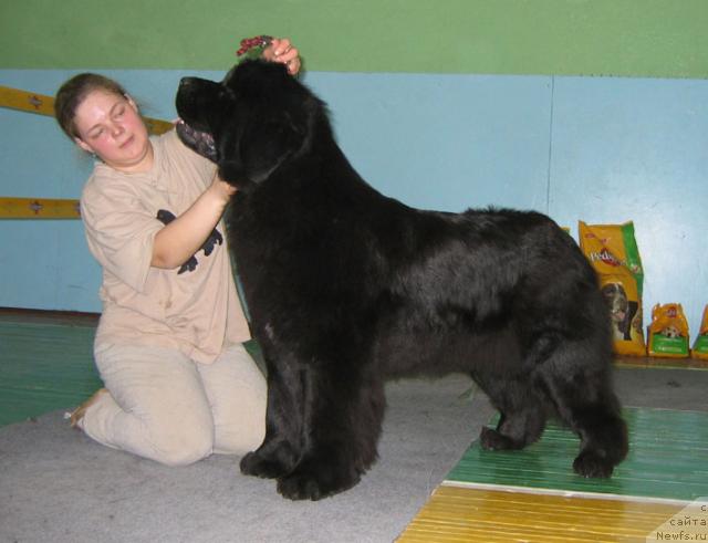 Фото: ньюфаундленд Shemahanskaya Tsaritsa (Шемаханская Царица)
