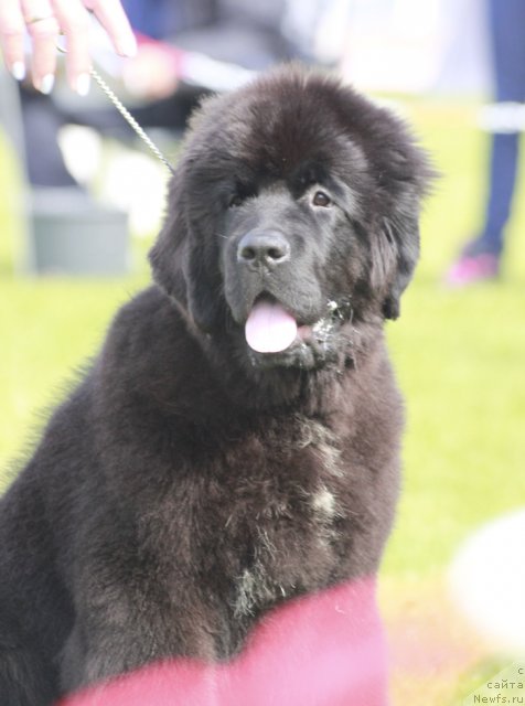 Фото: ньюфаундленд Beguschaya po Volnam Fireball (Бегущая по Волнам Фиребалл)