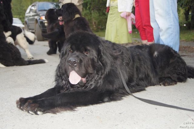 Фото: ньюфаундленд Super Bizon Armani (Супер Бизон Армани)