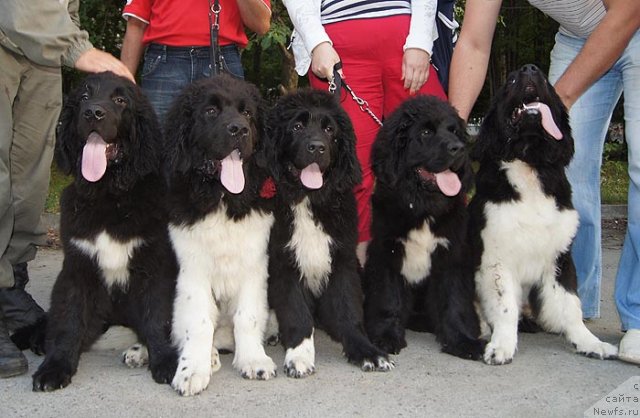 Фото: ньюфаундленд Super Bizon Zerr Gud (Супер Бизон Зерр Гуд), ньюфаундленд Super Bizon Zlatogor (Супер Бизон Златогор), ньюфаундленд Super Bizon Indiya (Супер Бизон Индия), ньюфаундленд Super Bizon Zaya (Супер Бизон Зая), ньюфаундленд Super Bizon Zima (Супер Бизон Зима), и