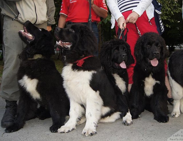 Фотография № 102032