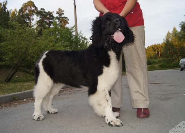 Фото: ньюфаундленд Super Bizon Zima (Супер Бизон Зима)