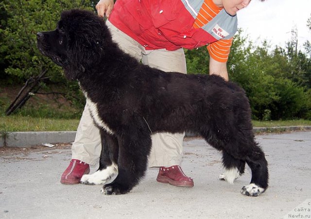 Фото: ньюфаундленд Super Bizon Indiya (Супер Бизон Индия)