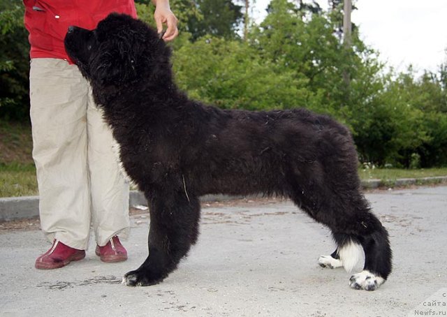 Фото: ньюфаундленд Super Bizon Indiya (Супер Бизон Индия)