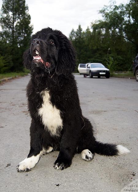 Фото: ньюфаундленд Super Bizon Indiya (Супер Бизон Индия)
