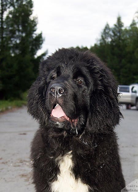 Фото: ньюфаундленд Super Bizon Indiya (Супер Бизон Индия)