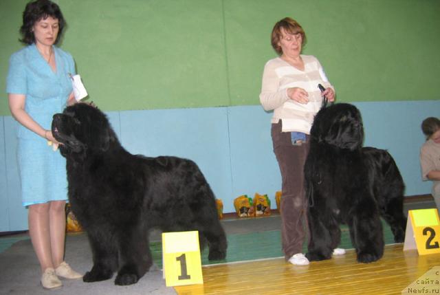 Фото: ньюфаундленд Lifeguard's American Style, ньюфаундленд Shon O'Konnori Agent 007 (Шон О'Коннори Агент 007)