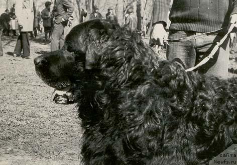 Фото: ньюфаундленд Dreyk Bey (Дрейк Бей)