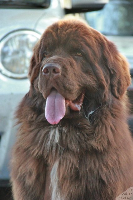 Фото: ньюфаундленд Obush SHed YAntarnyiy Poceluy (Обуш Шед Янтарный Поцелуй)