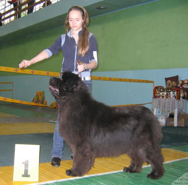 Фото: ньюфаундленд Golubaya Laguna SHerri iz Medvej'ego YAra (Голубая Лагуна Шерри из Медвежьего Яра)