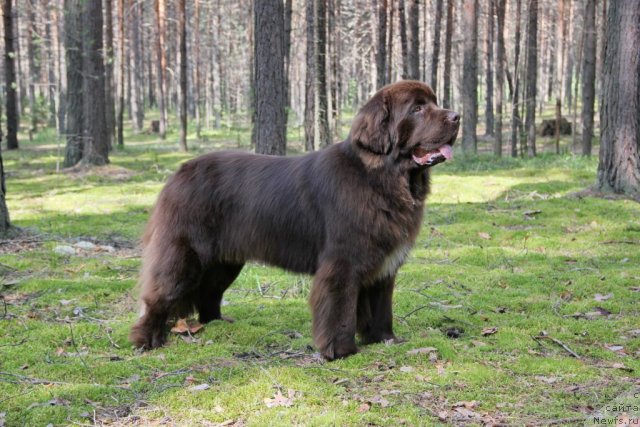 Фото: ньюфаундленд Obush SHed YAntarnyiy Poceluy (Обуш Шед Янтарный Поцелуй)