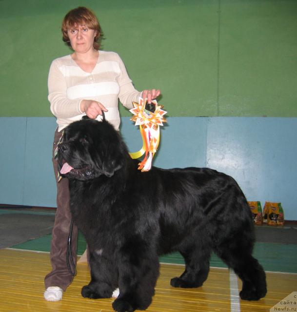 Фото: ньюфаундленд Shon O'Konnori Agent 007 (Шон О'Коннори Агент 007)