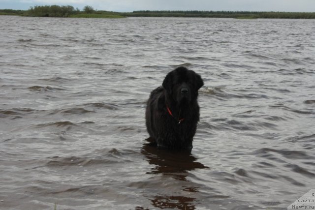 Фото: ньюфаундленд Gloriya Grand Blek (Глория Гранд Блек)