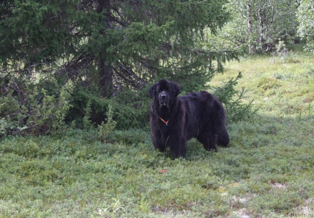 Фото: ньюфаундленд Gloriya Grand Blek (Глория Гранд Блек)