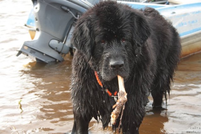 Фото: ньюфаундленд Gloriya Grand Blek (Глория Гранд Блек)