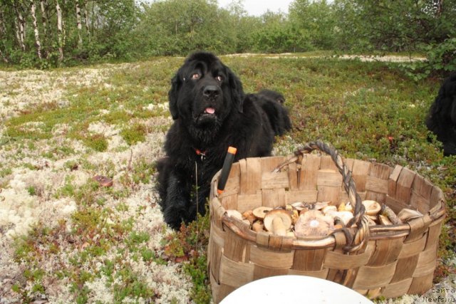 Фото: ньюфаундленд Gloriya Grand Blek (Глория Гранд Блек)