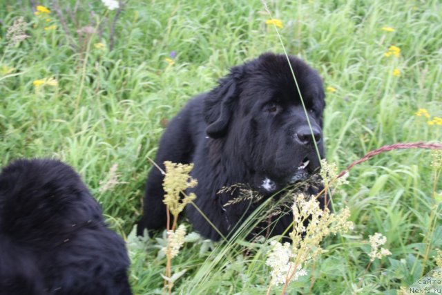 Фото: ньюфаундленд Beguschaya po Volnam Zero Kool (Бегущая по Волнам Зеро Коол)