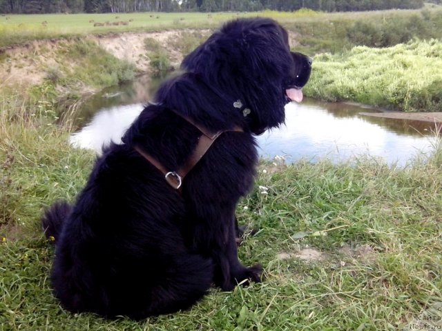 Фото: ньюфаундленд Uluvatu Devi Dan (Улувату Деви Дан)