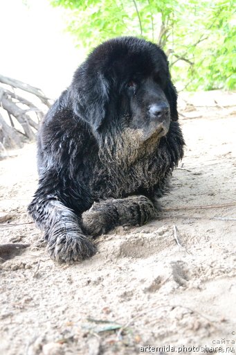 Фото: ньюфаундленд Lesnaya Skazka Raskrasavica (Лесная Сказка Раскрасавица)