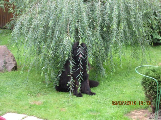 Фото: ньюфаундленд Very Fairweathers X'Got The Rhythm