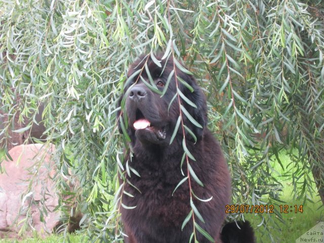 Фото: ньюфаундленд Very Fairweathers X'Got The Rhythm