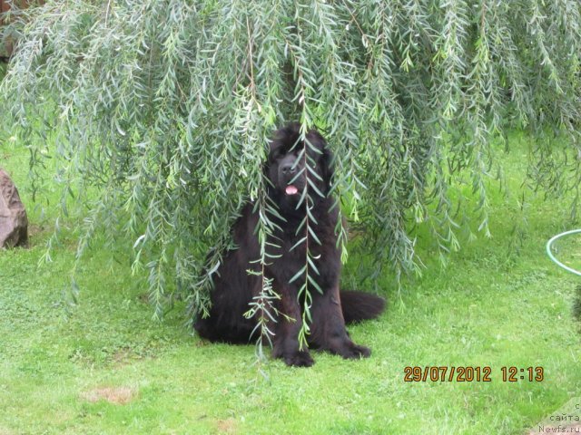 Фото: ньюфаундленд Very Fairweathers X'Got The Rhythm