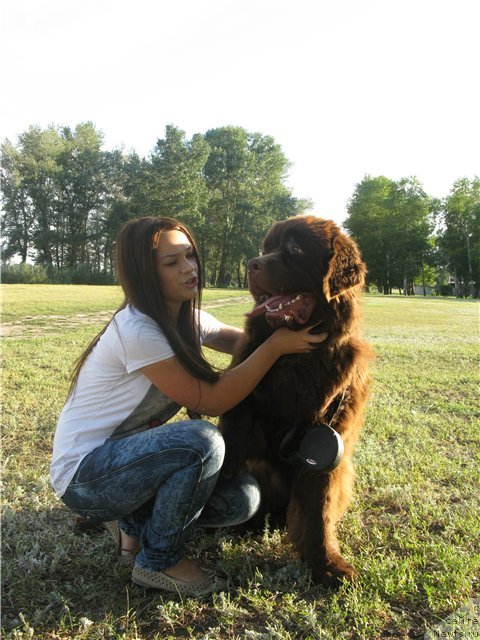 Фото: ньюфаундленд Fakturnyi Frukt s Berega Dona (Фактурный Фрукт с Берега Дона)