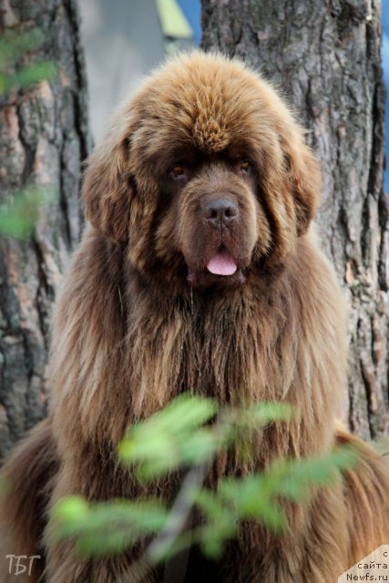 Фото: ньюфаундленд Komandor iz Medvej'ego YAra (Командор из Медвежьего Яра)