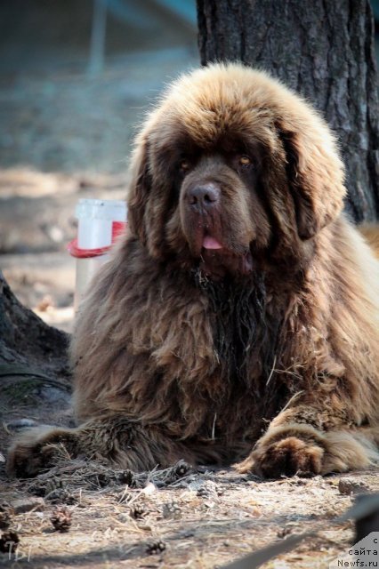 Фото: ньюфаундленд Komandor iz Medvej'ego YAra (Командор из Медвежьего Яра)