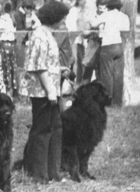 Фото: ньюфаундленд O'Leyzi CHep (О'Лейзи Чеп)