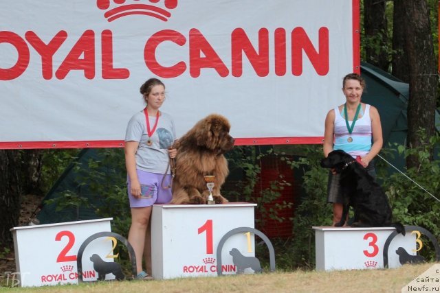 Фото: ньюфаундленд Komandor iz Medvej'ego YAra (Командор из Медвежьего Яра), Ekaterina Plotnikova (Екатерина Плотникова)