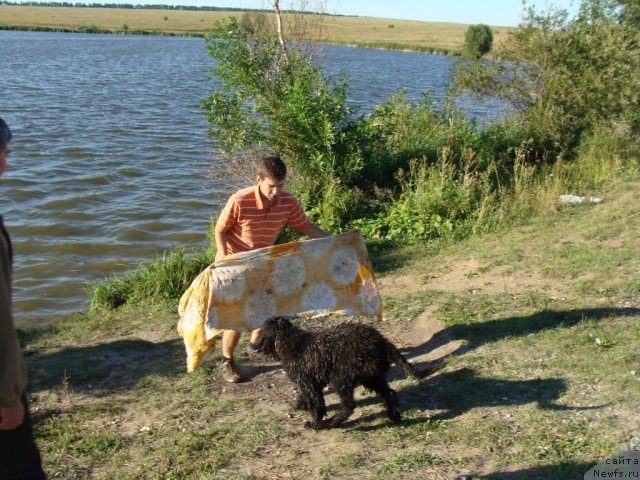 Фото: ньюфаундленд Beguschaya po Volnam Center of Attraktion (Бегущая по Волнам Центер оф Аттрактион), Igor' Lukin (Игорь Лукин)