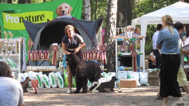 Фото: ньюфаундленд Piternyuf Monte Kristo (Питерньюф Монте Кристо)