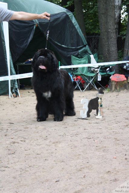 Фото: ньюфаундленд Plushevaya Panda Alex Show (Плюшевая Панда Алекс Шоу)