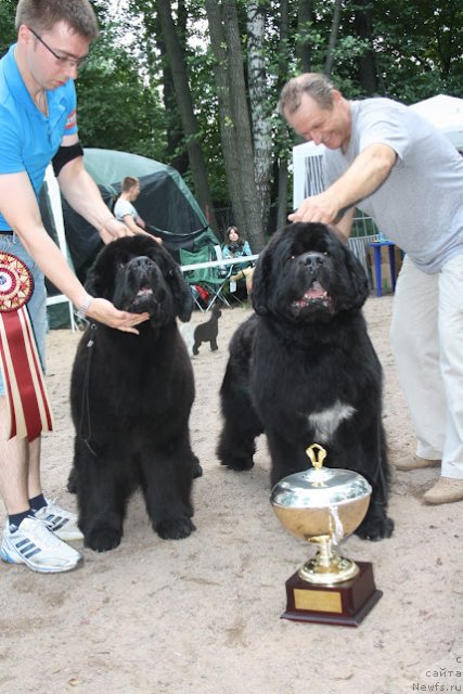 Фото: ньюфаундленд Skippers Open Arms, ньюфаундленд Plushevaya Panda Alex Show (Плюшевая Панда Алекс Шоу)