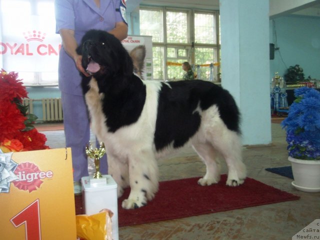 Фотография № 102255