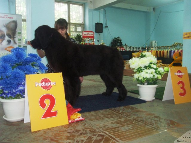 Фото: ньюфаундленд Violett Gryeys Of YEndjel (Виолетт Грэйс Оф Энджел)