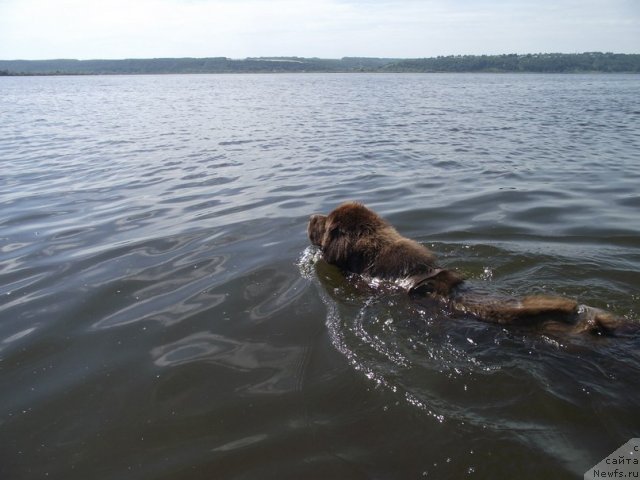 Фото: ньюфаундленд Chernyi Sharm Angel'skaya Krasota (Черный Шарм Ангельская Красота)