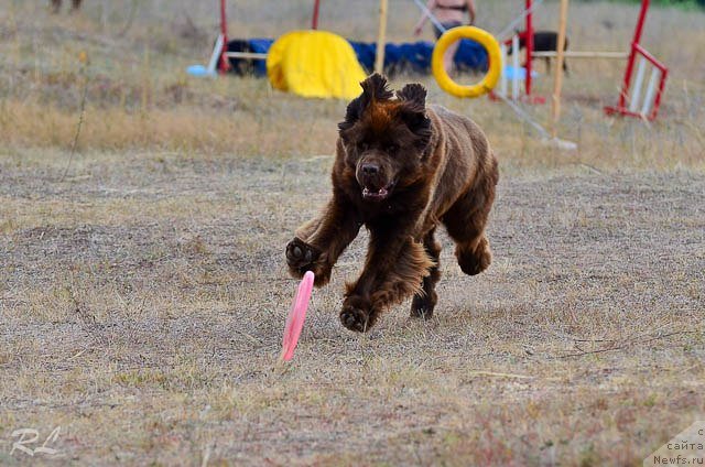 Фото: ньюфаундленд Chernyi Sharm Angel'skaya Krasota (Черный Шарм Ангельская Красота)