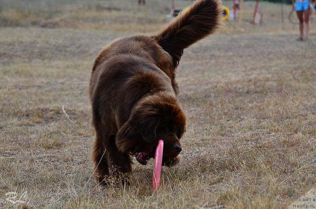 Фото: ньюфаундленд Chernyi Sharm Angel'skaya Krasota (Черный Шарм Ангельская Красота)