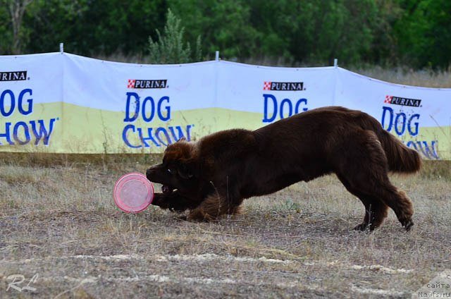 Фото: ньюфаундленд Chernyi Sharm Angel'skaya Krasota (Черный Шарм Ангельская Красота)