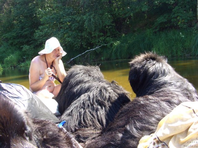 Фото: ньюфаундленд Baloven' Sud'byi (Баловень Судьбы), ньюфаундленд N'yufort Lunnyiy Barhat (Ньюфорт Лунный Бархат), Svetlana Permyakova (Светлана Пермякова)